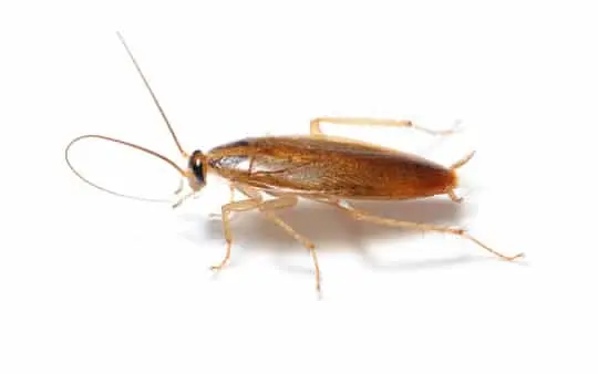 Cucaracha alemana