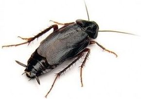 Cucaracha oriental