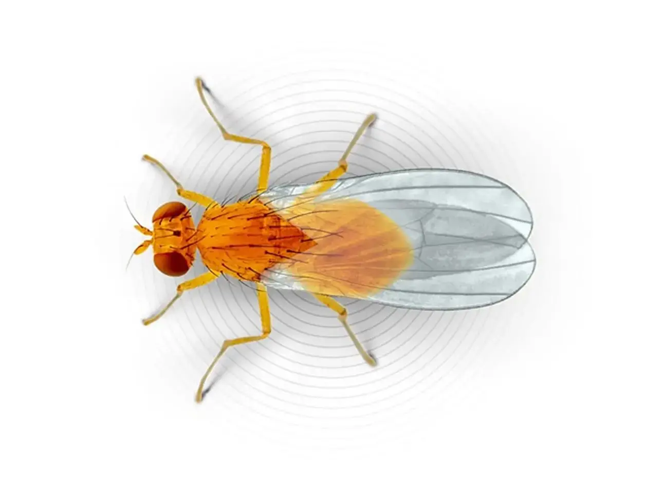 Mosca de la fruta