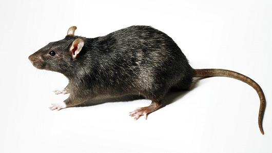 Rata negra