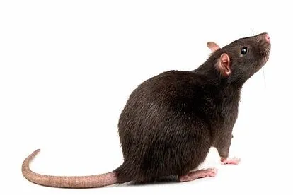 Rata parda
