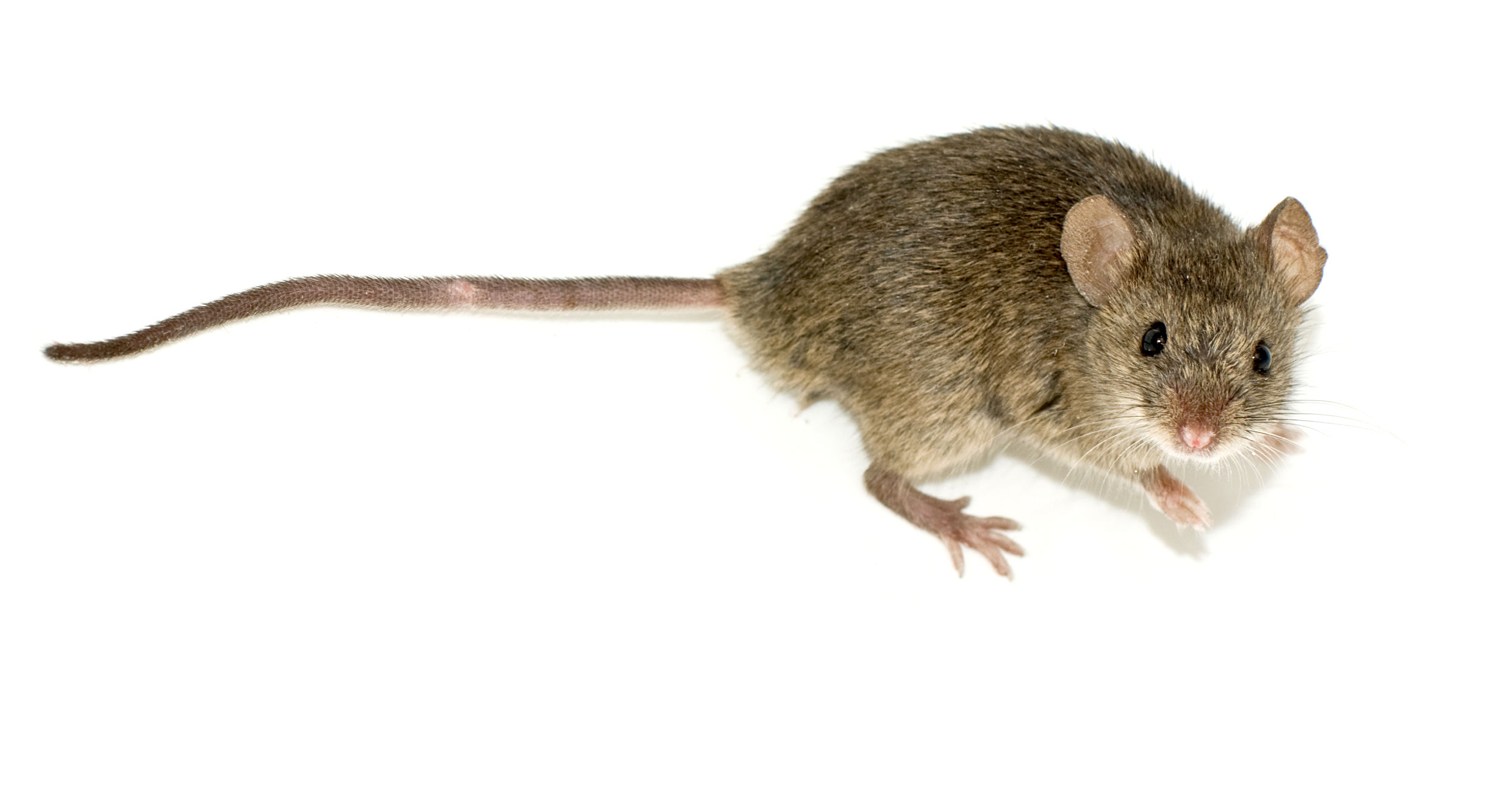 Ratón doméstico